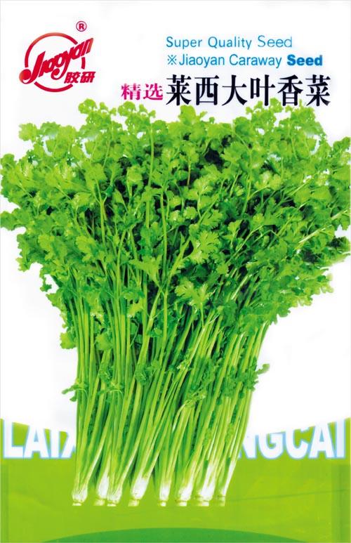 莱西大叶香菜——叶菜